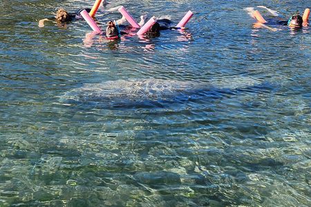 Swim With Manatees In Crystal River