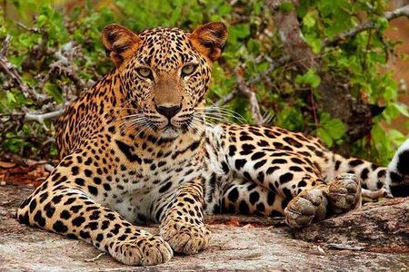 All-Inclusive Yala Safari Tour with Overnight Accommodation