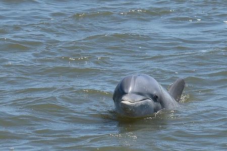 Charleston Dolphin Tour - Private up to 10