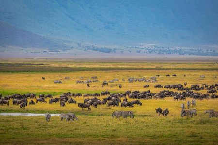 5 Days Luxury Safari Through Tarangire Serengeti and Ngorongoro