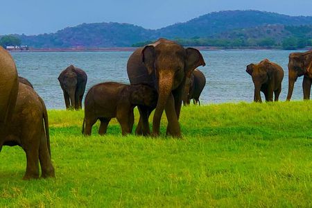 Minneriya National Park Private Safari & Local Village Cart Ride
