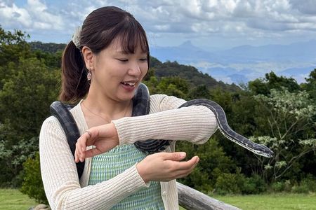 Lamington Day Tour O’Reilly’s Treetop, Wildlife and Wine Tasting
