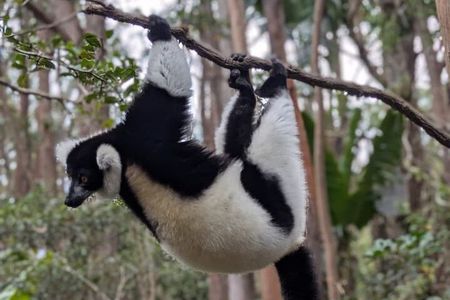 Private guided tour to Andasibe for 2 days