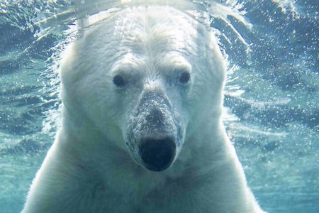 Wilder Institute/Calgary Zoo: Entry Ticket