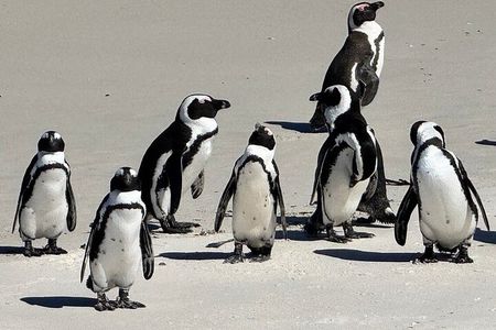 Cape of Good Hope& Penguins at Boulders Beach full day tour