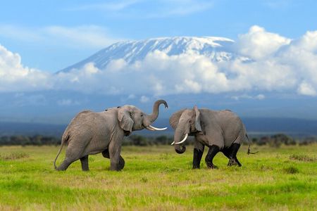 From Nairobi to Amboseli National Park and Maasai Village Tour
