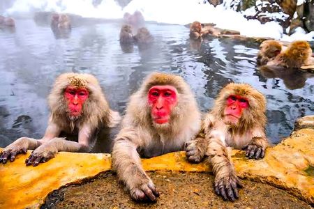 Nagano Snow Monkey Park Zenkoji Temple Day Trip
