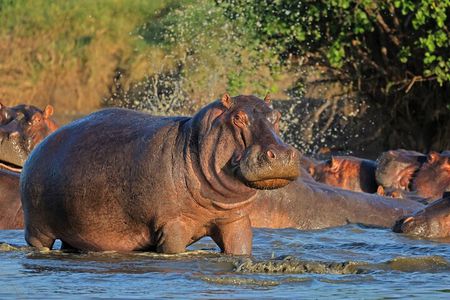 2 Days Ruaha National park