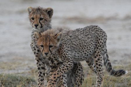 The Big Five Express:4-Day Tarangire, Serengeti&Ngorongoro Safari