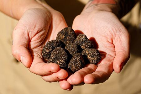 Pasta, Truffle and Wine: hands-on class in a medieval town