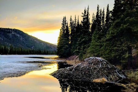 Denali Naturalist Walking Tour