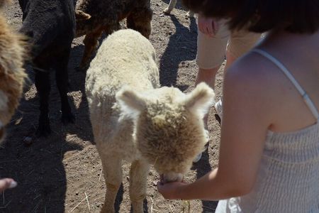 HELSINKI: the Only Alpaca Farm Tour with Guided Walk (VIP)