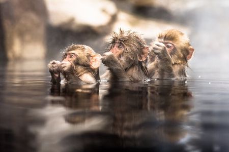 Nagano's Famous Snow Monkeys -Personalized Private Tour