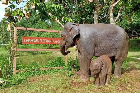Elephant care program at Chiangmai Elephant Care