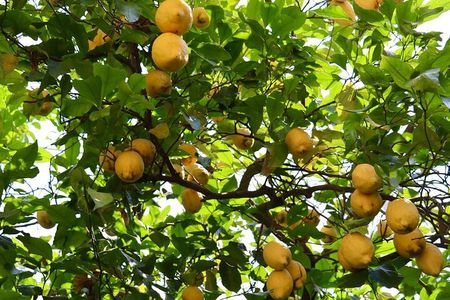 Discover Sorrento through lemons and olive trees