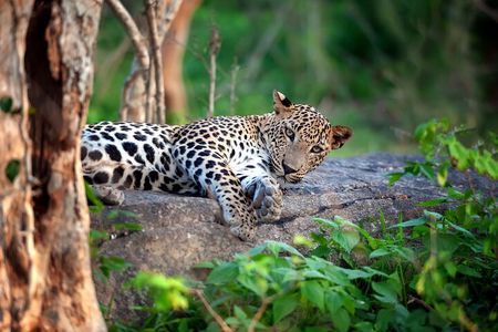 8-Day Sri Lanka Tour from Colombo – Sigiriya, Kandy & Mirissa