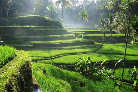 Ubud : Full-Day Monkey Forest, Rice Terrace, Temple & Waterfall