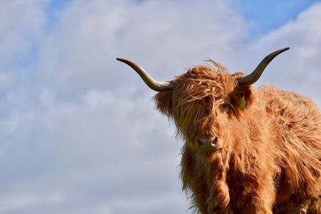 Highland Cow Experience in the Scottish Borders