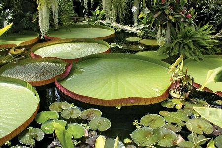  Phuket Pink Cafe with Giant Water Lily Pond Postcard