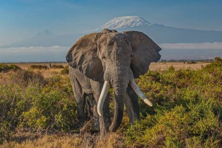 Nairobi: Day Trip to Amboseli National Park + Maasai Village