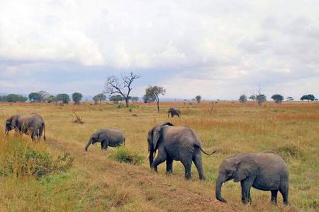 3 Days, 2 Nights in the Heart of Mikumi National Park