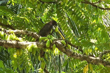 Praslin Private Tours Vallee de Mai Praslin Museum Anse Lazio