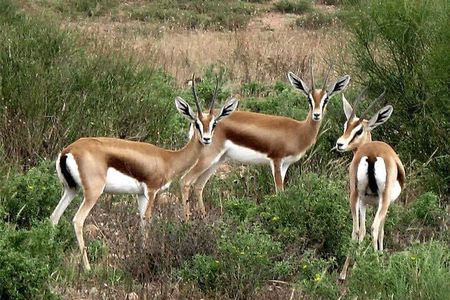  Visite The National Parc of Souss Massa
