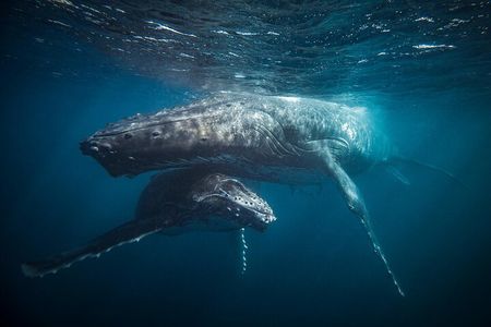 Whale Watching RIB Experience (Without Transfer Tromso-Skjervoy)