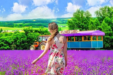 Hokkaido Sapporo Furano Lavender Biei Blue Pond Tour with Lunch
