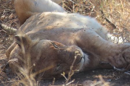 3 Day Kruger National Park Safari & Panorama Route