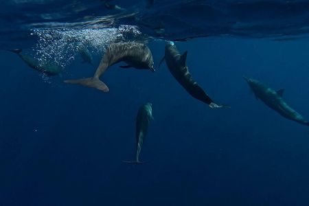 Private Dolphin and Turtle Tour Season
