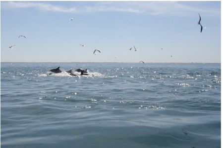 Private Dolphin Tours in St. Augustine, Florida