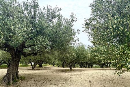 Cretan Senses: Melidoni Cave with Olive Oil, Honey & Wine Tasting
