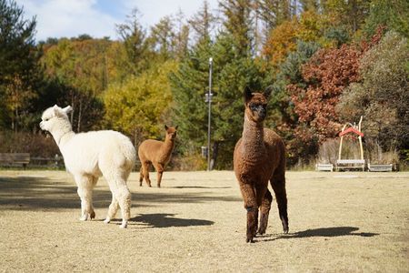 Nami, Rail Bike, The Alpaca Garden & Summer Light Festival