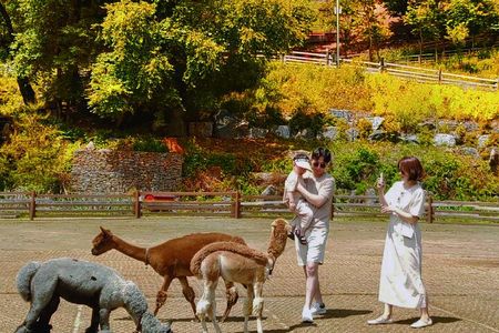 Nami, Apple Picking, Autumn Light Festival & The Alpaca Garden