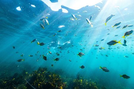 Private Sydney Snorkeling Experience: Explore Cabbage Tree Bay