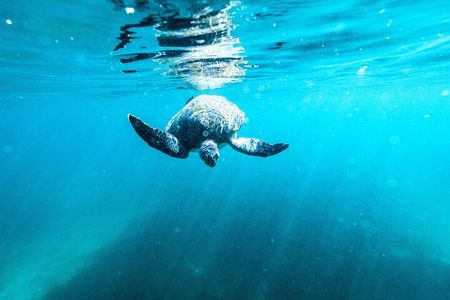 Small Group Manly Snorkel Tour and Nature Walk with Local Guide