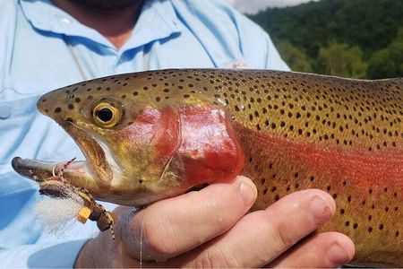 Full Day Guided Fly Fishing Trip Drift Boat