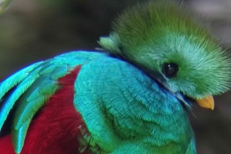 Combo Tour Suspension Bridges + Night Walk in Cloud Forest