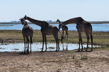 Unique Chobe Day Trip + Africa’s Quadripoint Border