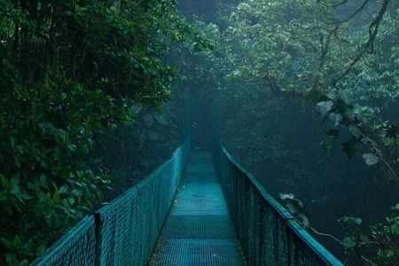 Monteverde Cloud Forest hanging bridges Nature Tour