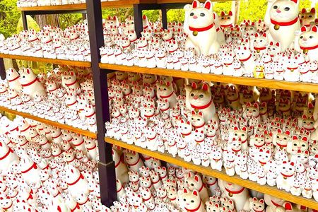 Tokyo: Gotokuji Cat Temple, Shinjuku Cat Cafe and 3D Cat Tour 