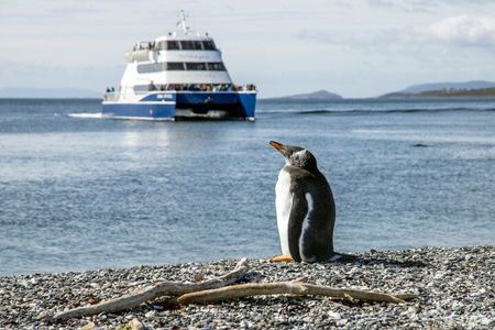 Discover penguins on Martillo Island in the Beagle Channel & more