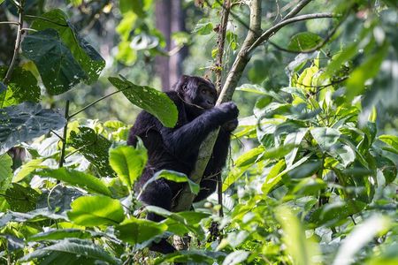 From Kigali: Uganda Gorilla tracking 1-Day & 2 Day Options
