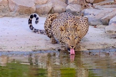 14 Days Golden Triangle with Wildlife Safari & Heritage Rajasthan