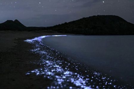 Bioluminescent Plankton Kayak Boat Tour