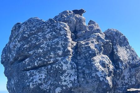 Table Mountain Cable Car Half Day Tour