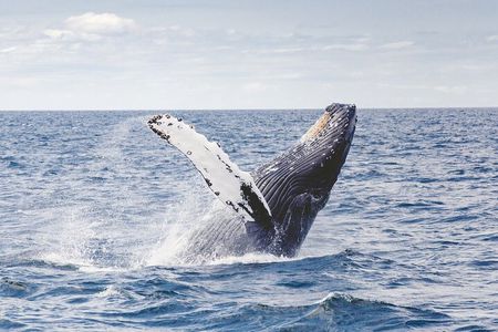 Whale Watching in Cabo San Lucas: Sightseeing Cruise and Shopping