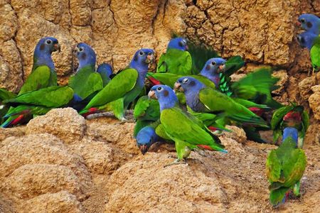 Manu National Park: 3Day Amazon Nature & Wildlife Tour from Cusco