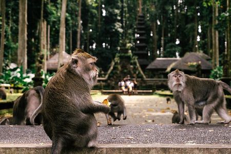 Ubud Highlights Tour: Nature, Culture & Sacred Temple Experience